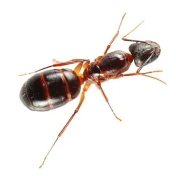 CarpenterAnt-Exterminator
