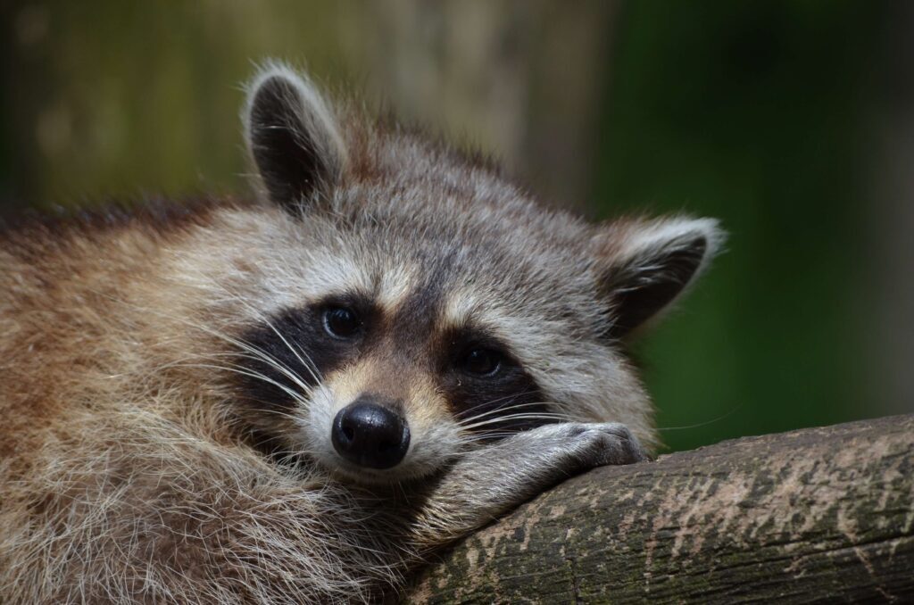 Raccoon-Removal-1024x678-1