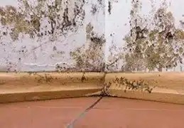 mold-solutions