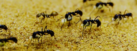 segment-pest-control